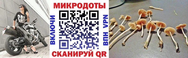 наркота  Билибино  Галлюциногенные грибы Psilocybe 